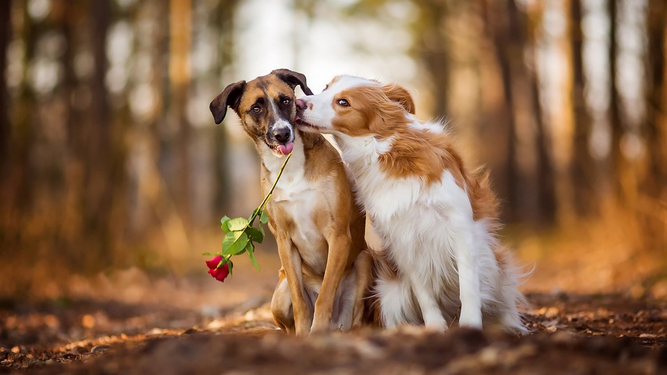 toprak zeminde oturan köpekler