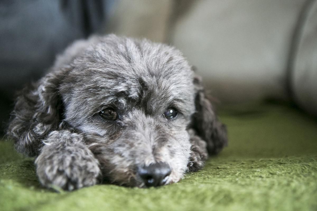 gray curly fluffy dog ​​lying down