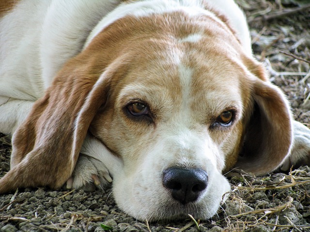 yerde yatan, gözleri açık yaşlı köpek