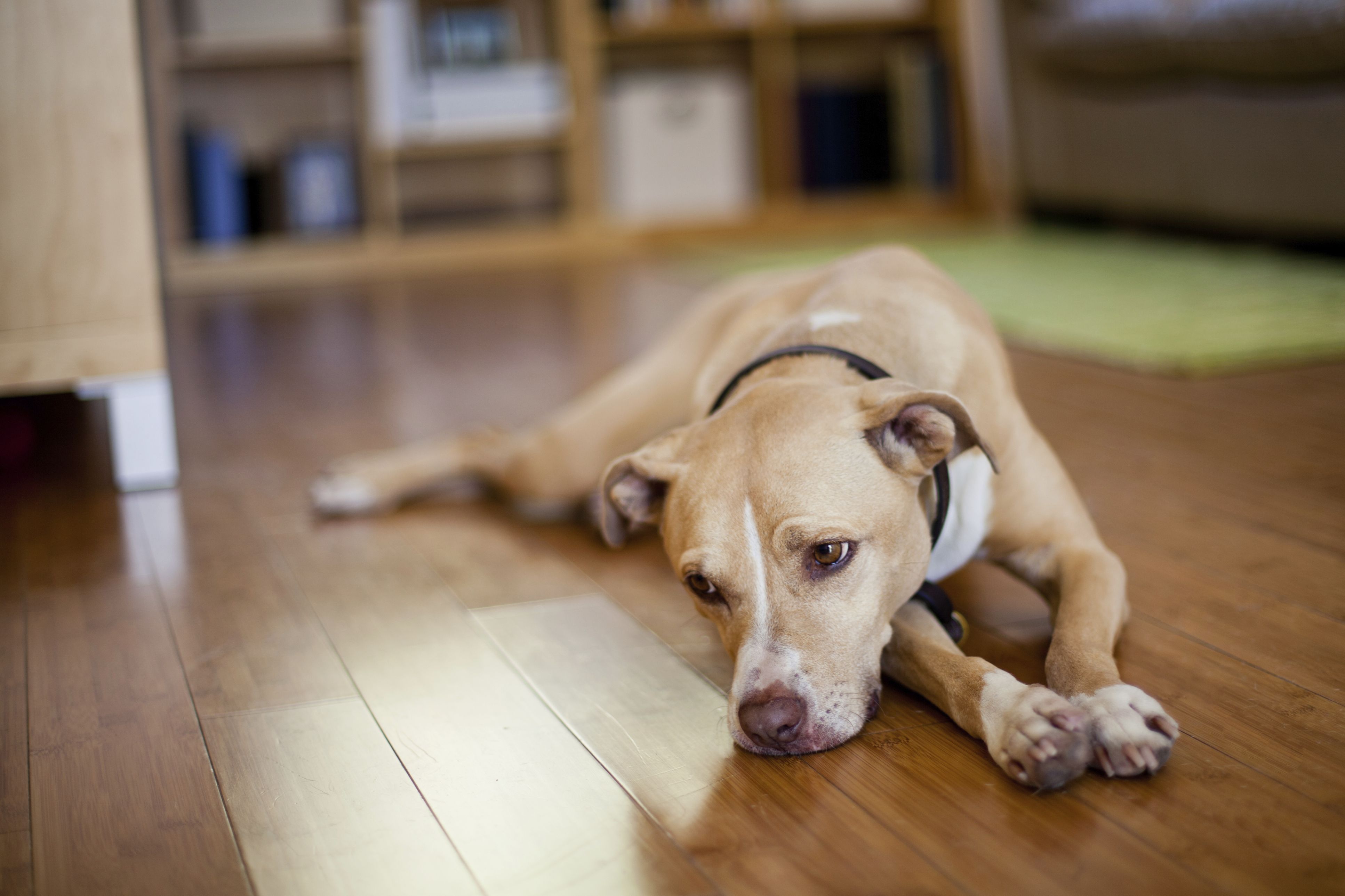 sad dog with black leash lying on the ground