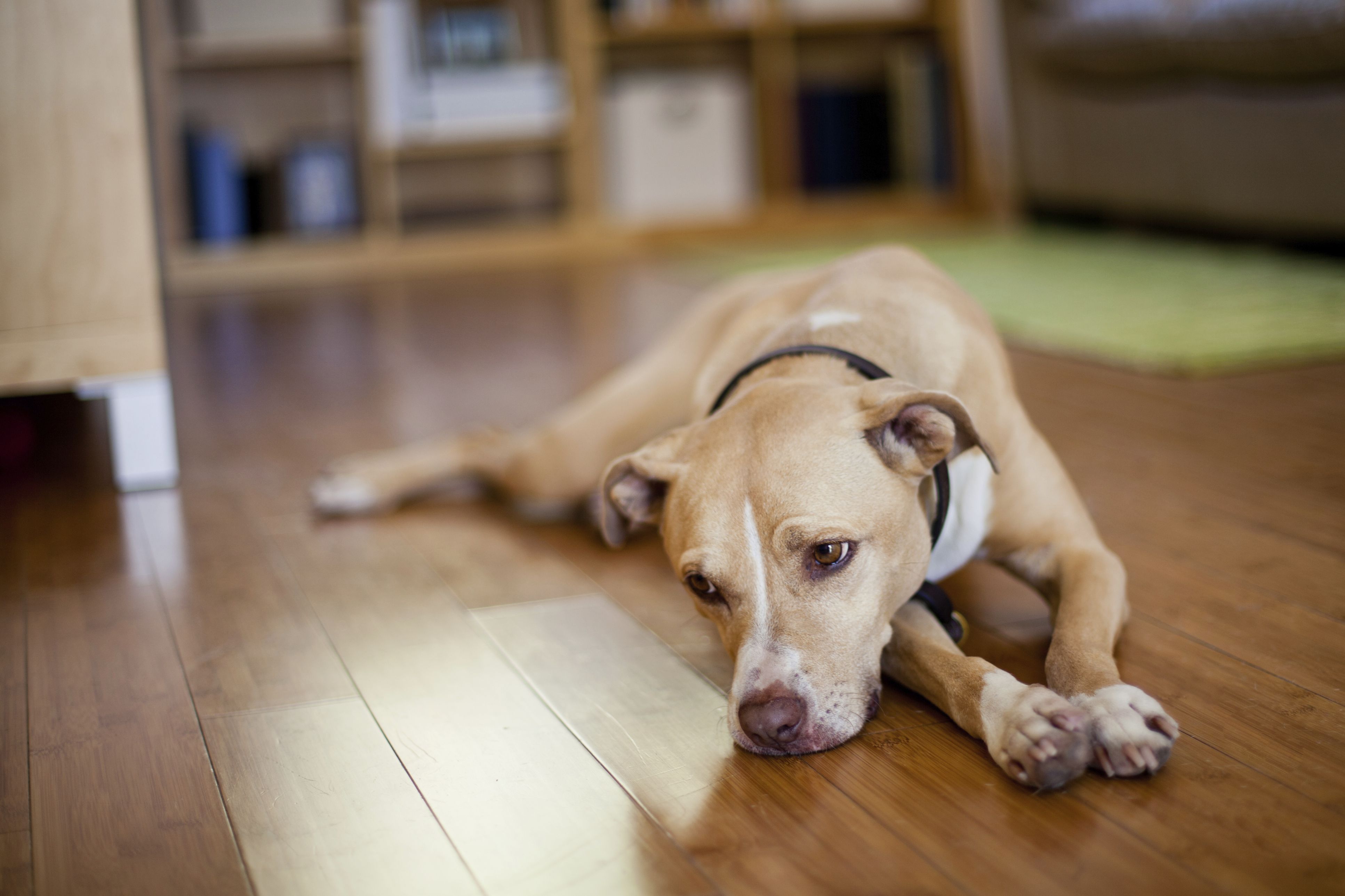 yerde yatan siyah tasmalı üzgün köpek