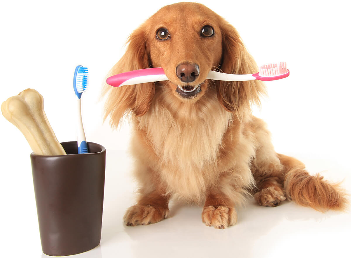 long-haired dog holding a toothbrush in his mouth