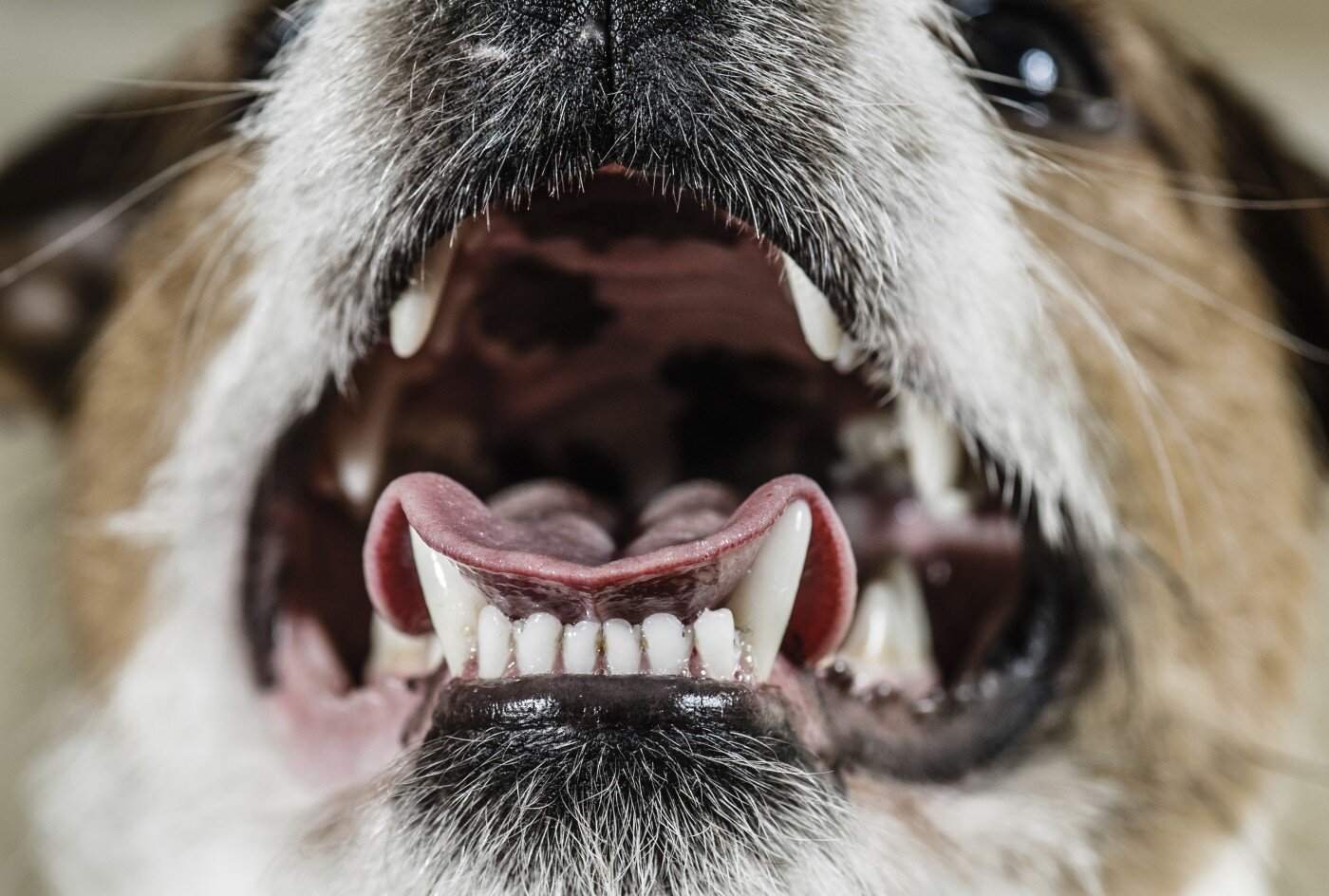 inside the dog's mouth