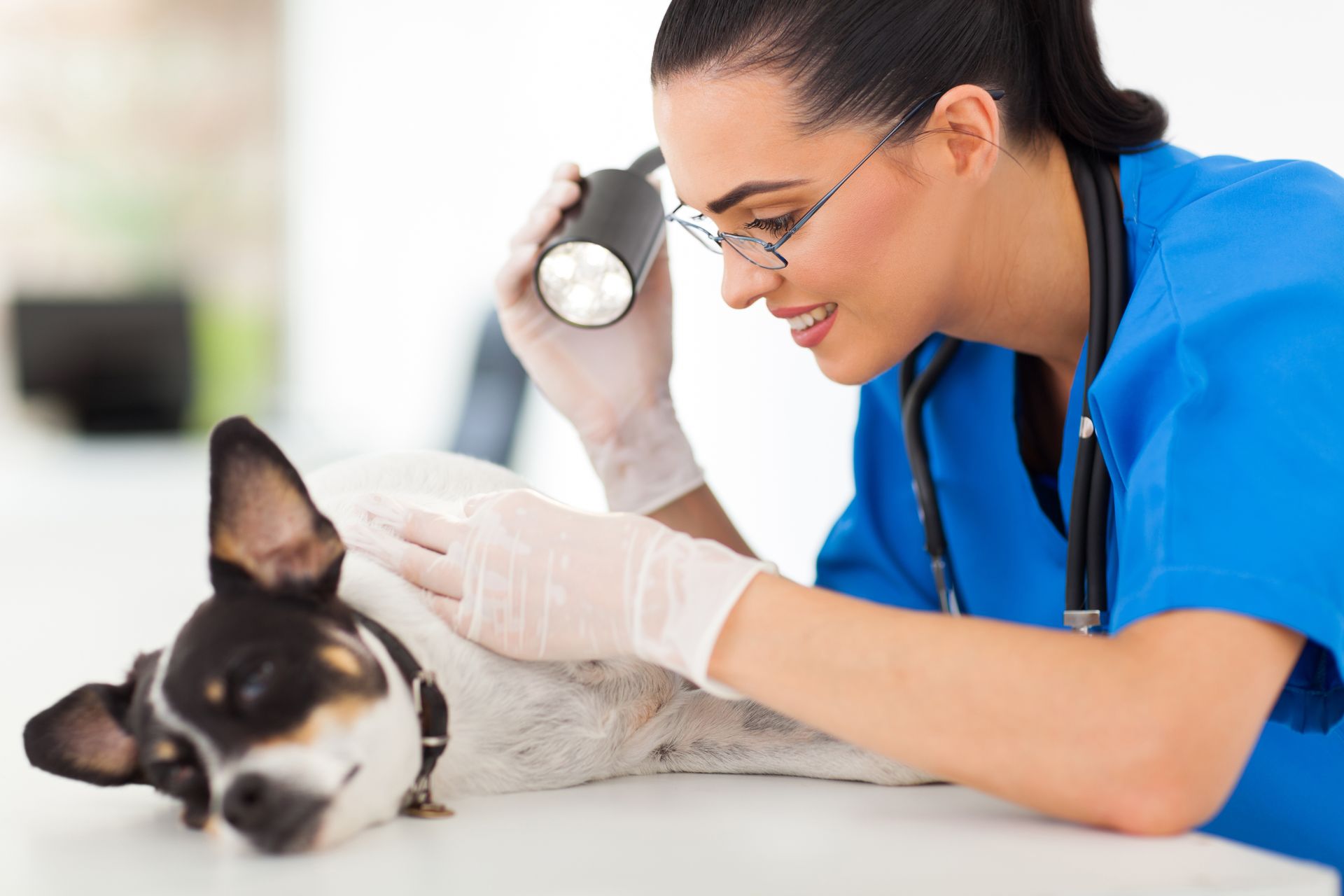doctor checking dog's skin under light