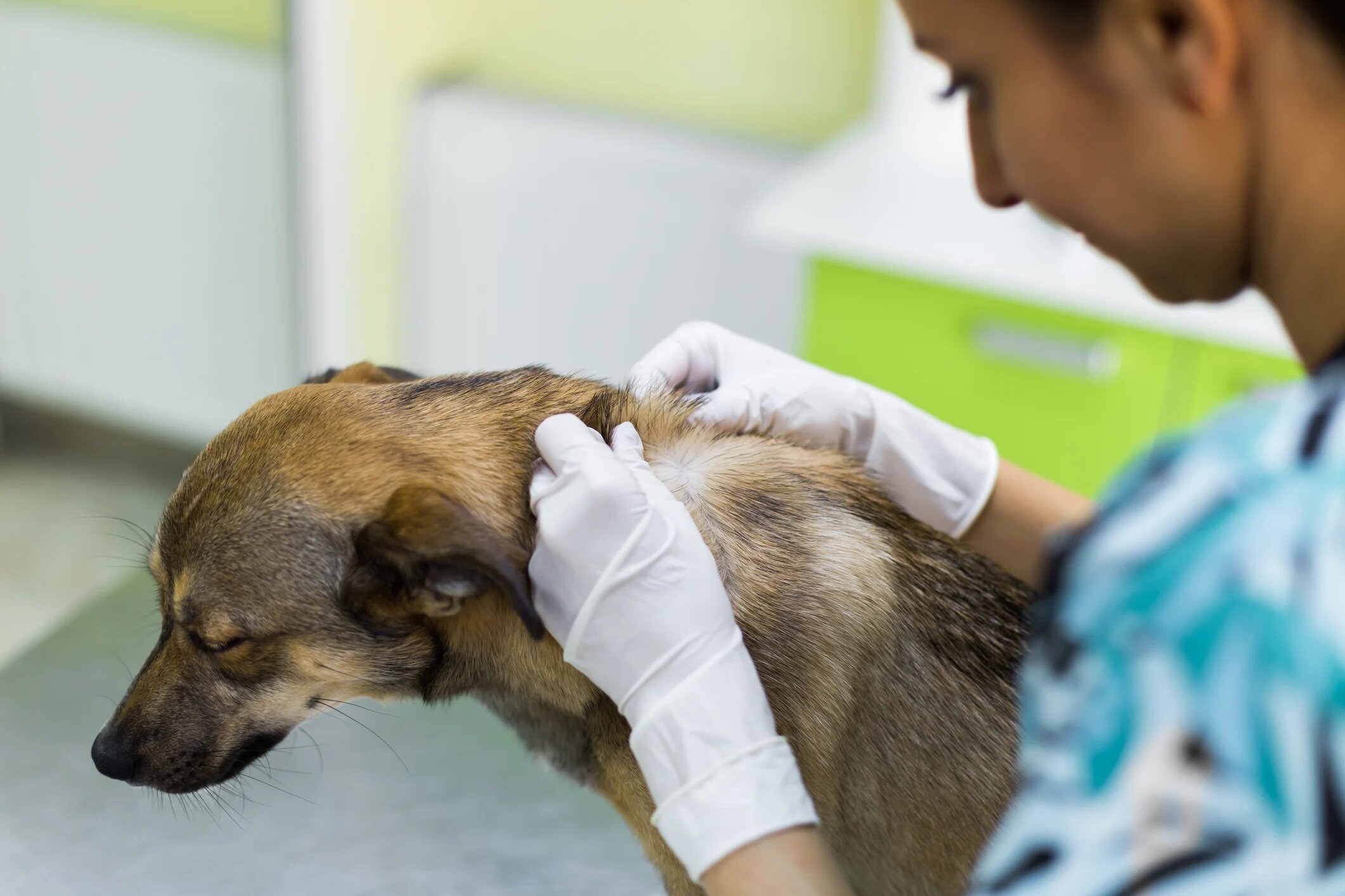 doctor checking dog's skin