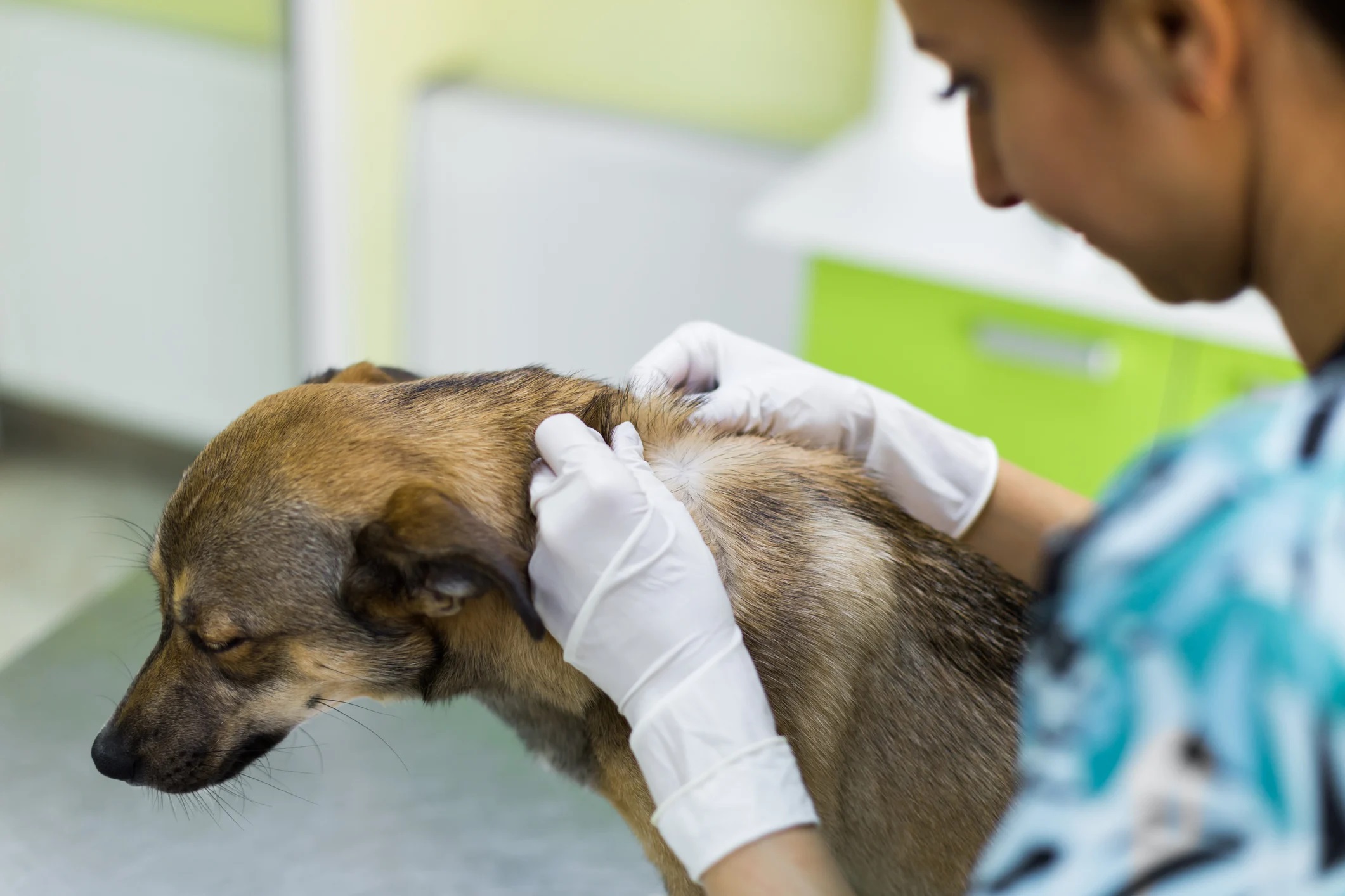 köpeklerde hangi antibiyotik kullanılır