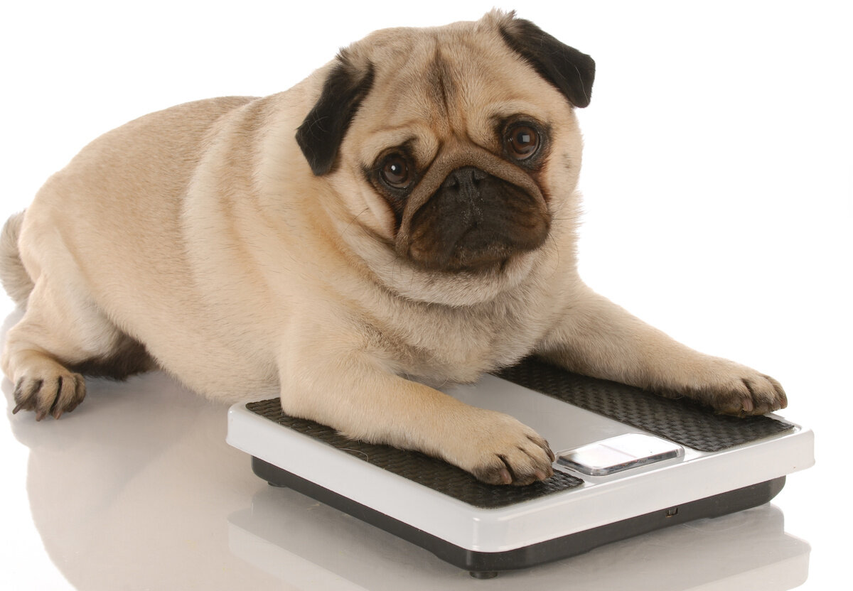 tiny dog ​​sitting on the scale
