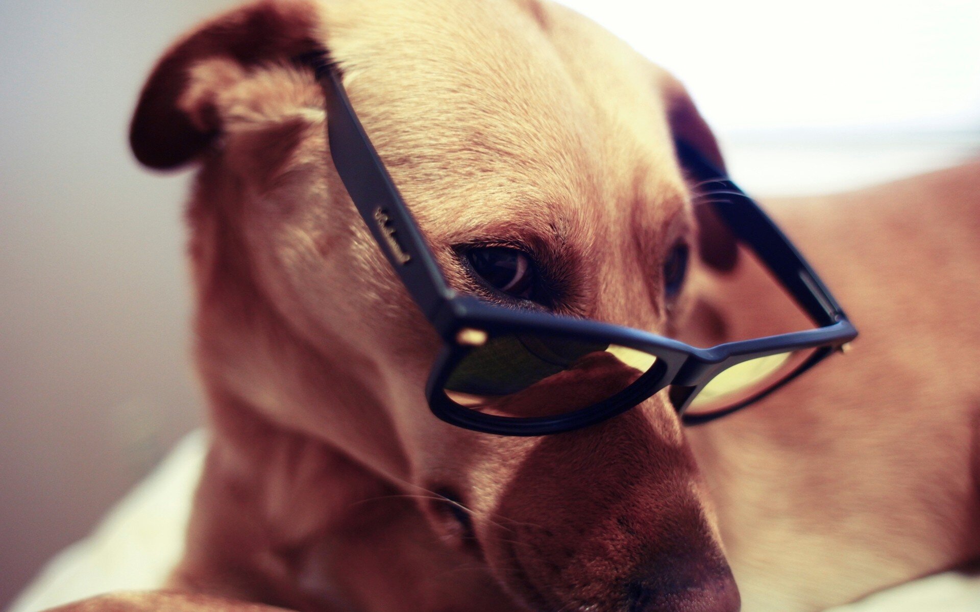 gözlük takmış köpek