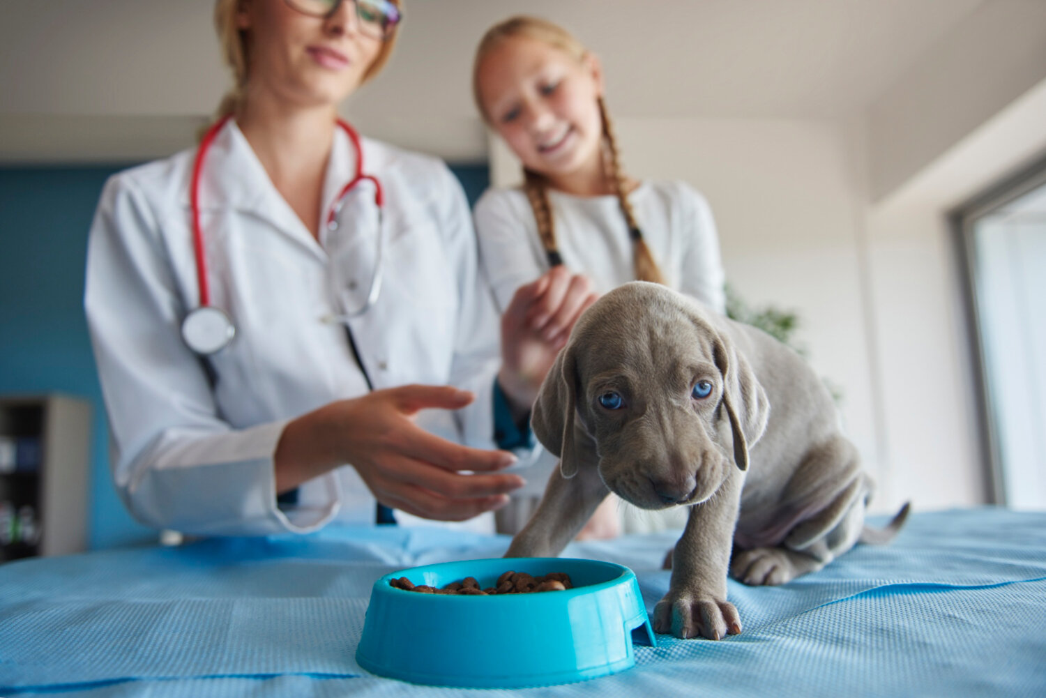 gastritis treatment in dogs