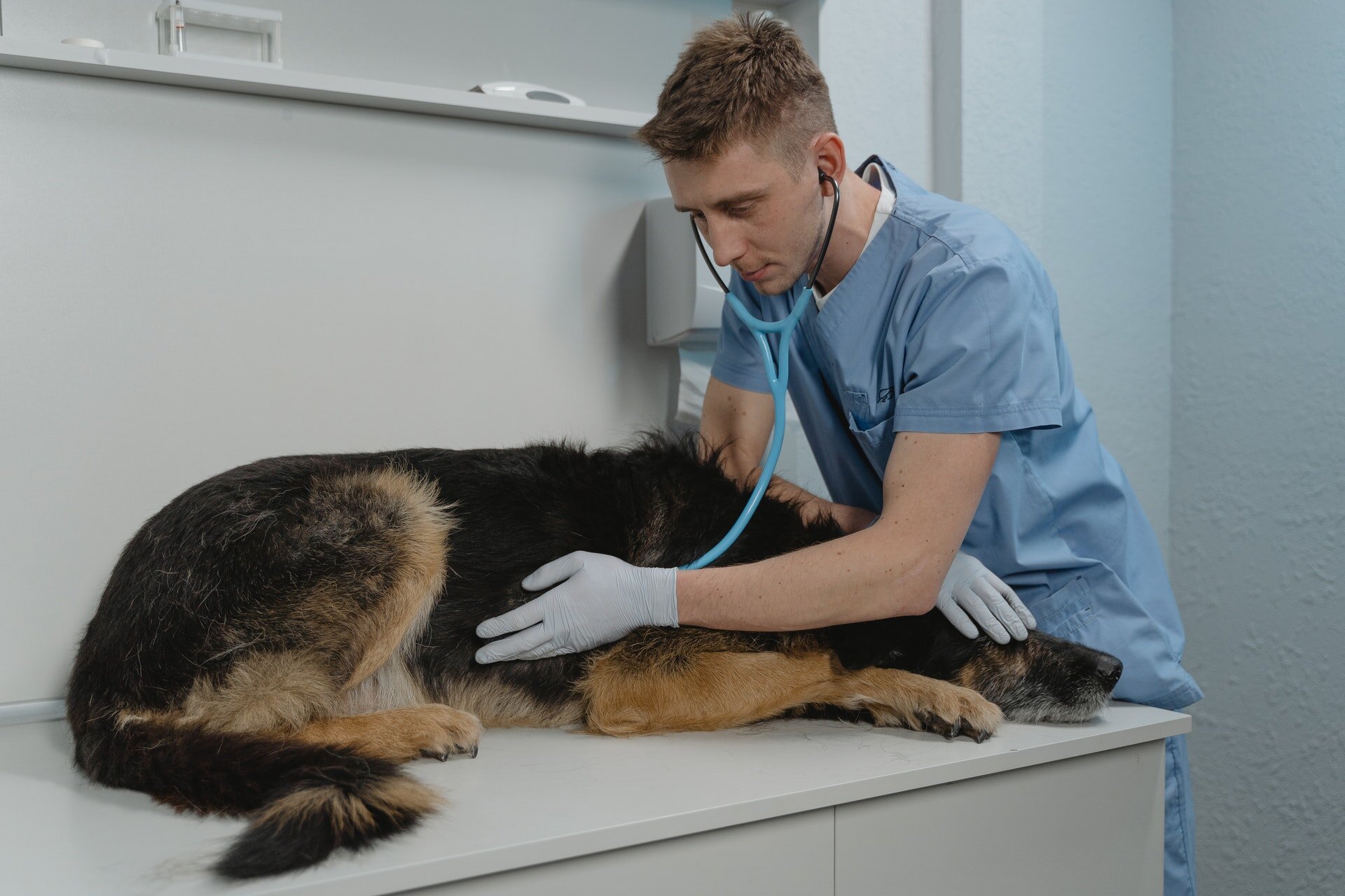 veteriner hekim tarafından muayene edilen hasta köpek