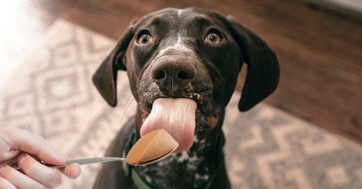 dog looking at food on spoon