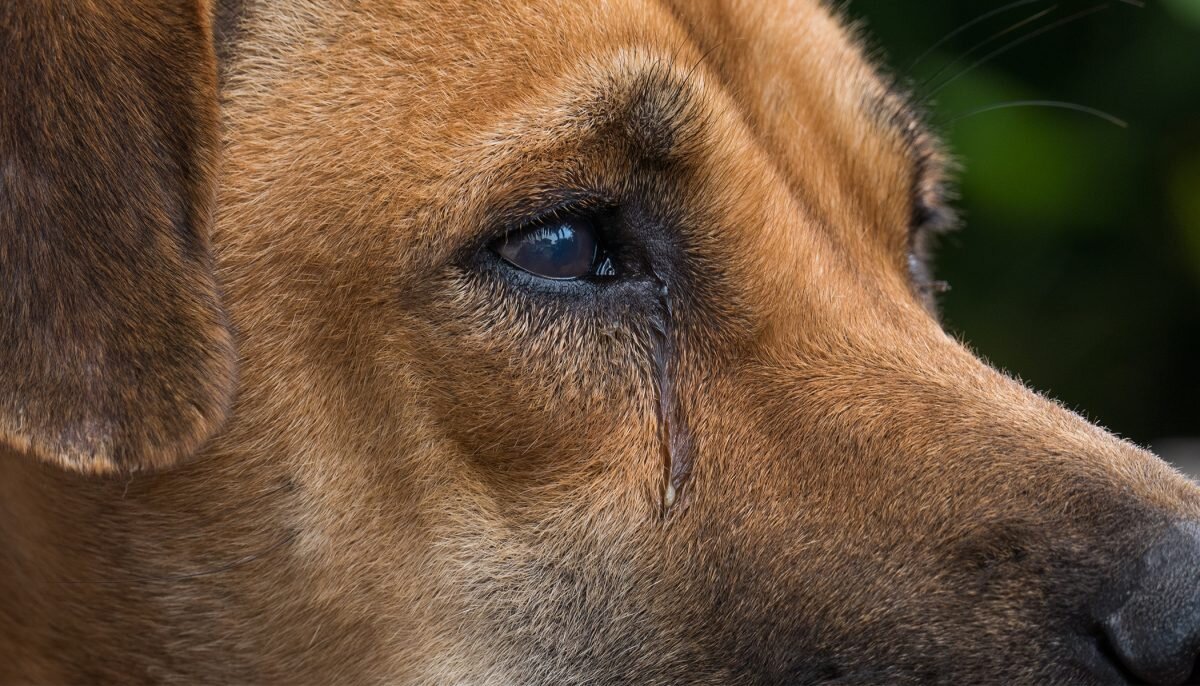 gözyaşı akan kahverengi köpek