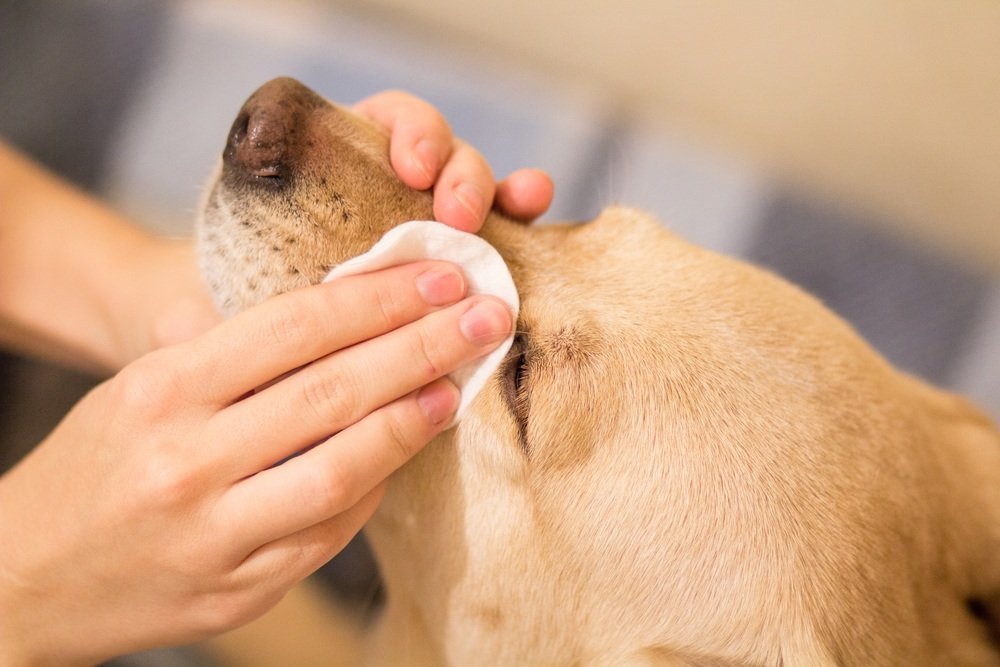 gözlerini temizleten köpek