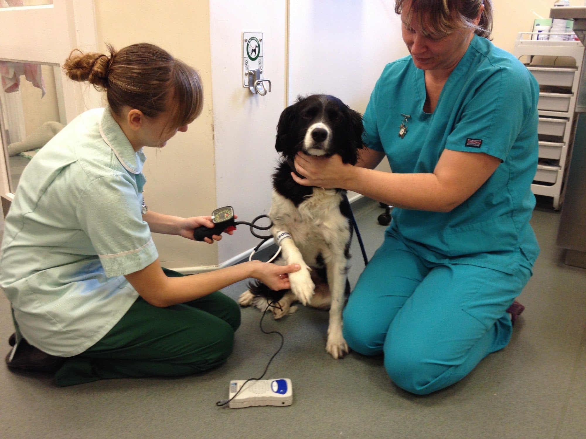 dog with blood pressure measured in veterinary clinic