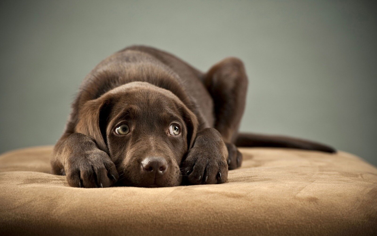 yerde yatan kahverengi tüylü mavi gözlü köpek