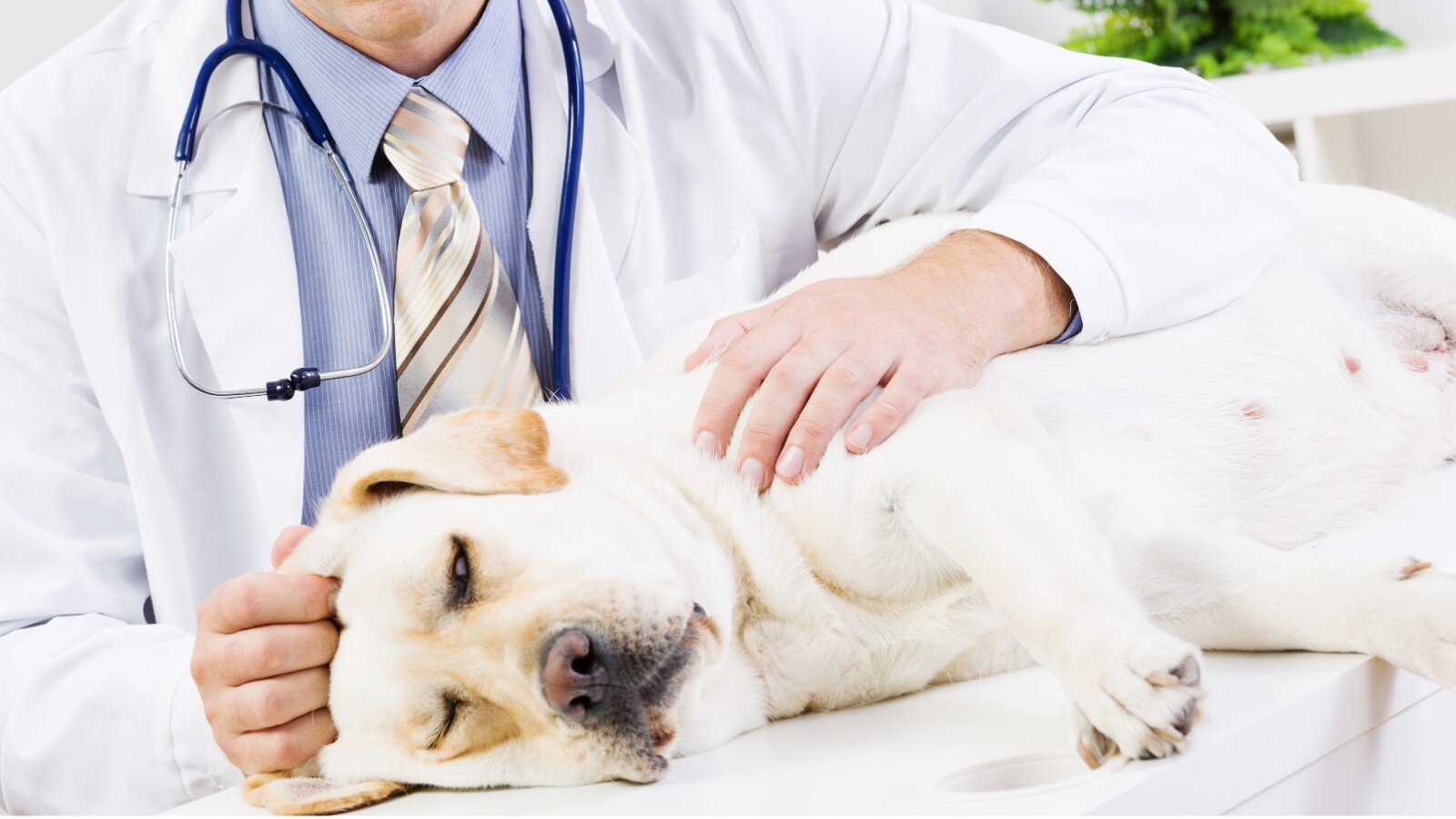 Golden Retriever dog under veterinary control