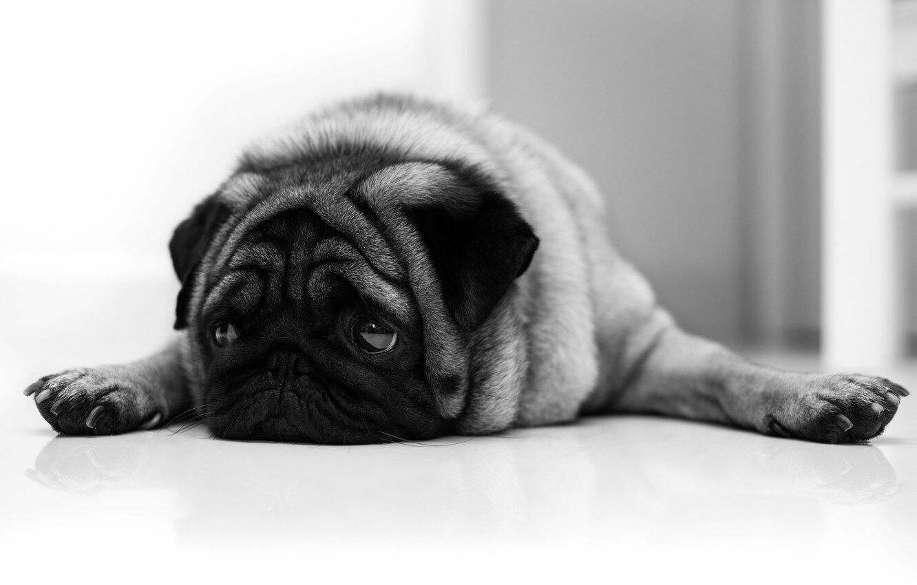 pug dog with legs spread parallel to the ground