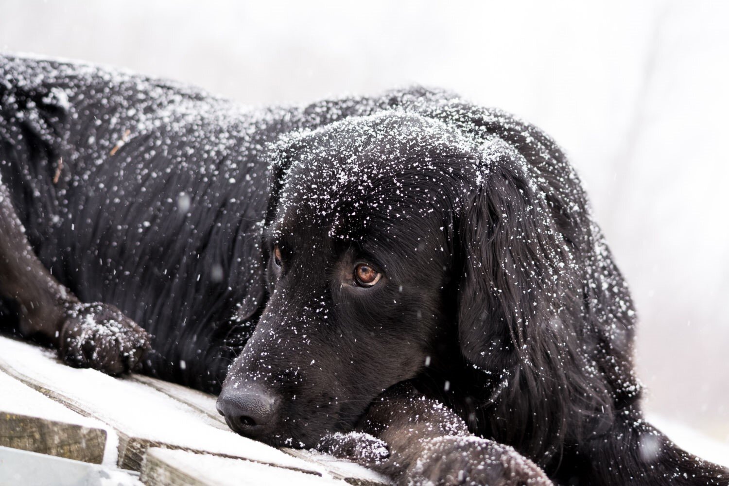 karda yatan üzgün bakışlı kahverengi gözlü siyah köpek