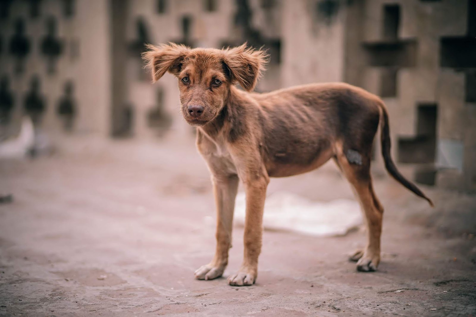 kilo alması gereken zayıf köpek