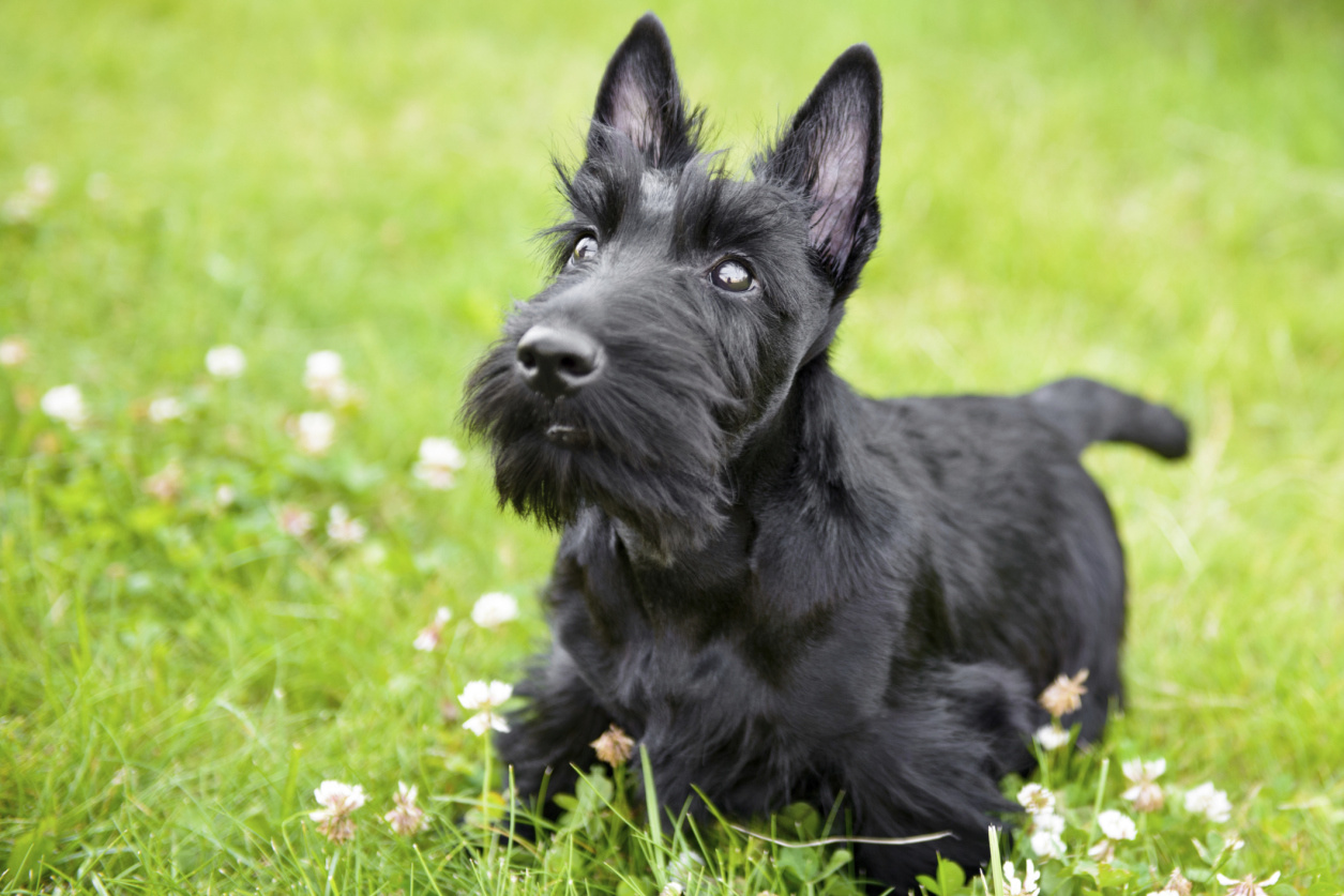 çimlerde koşan Scottish Terrier cinsi köpek