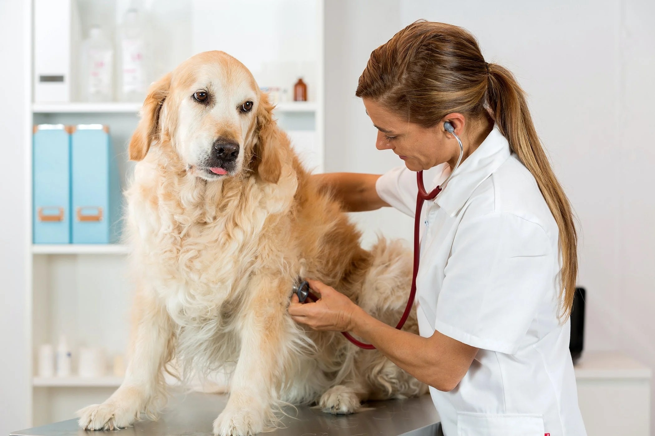 Köpeklerde İdrar Yolu Enfeksiyonu Nedir? Belirtileri ve Tedavi