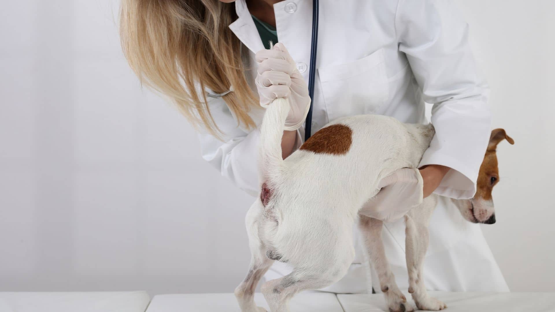 veterinarian treating dog