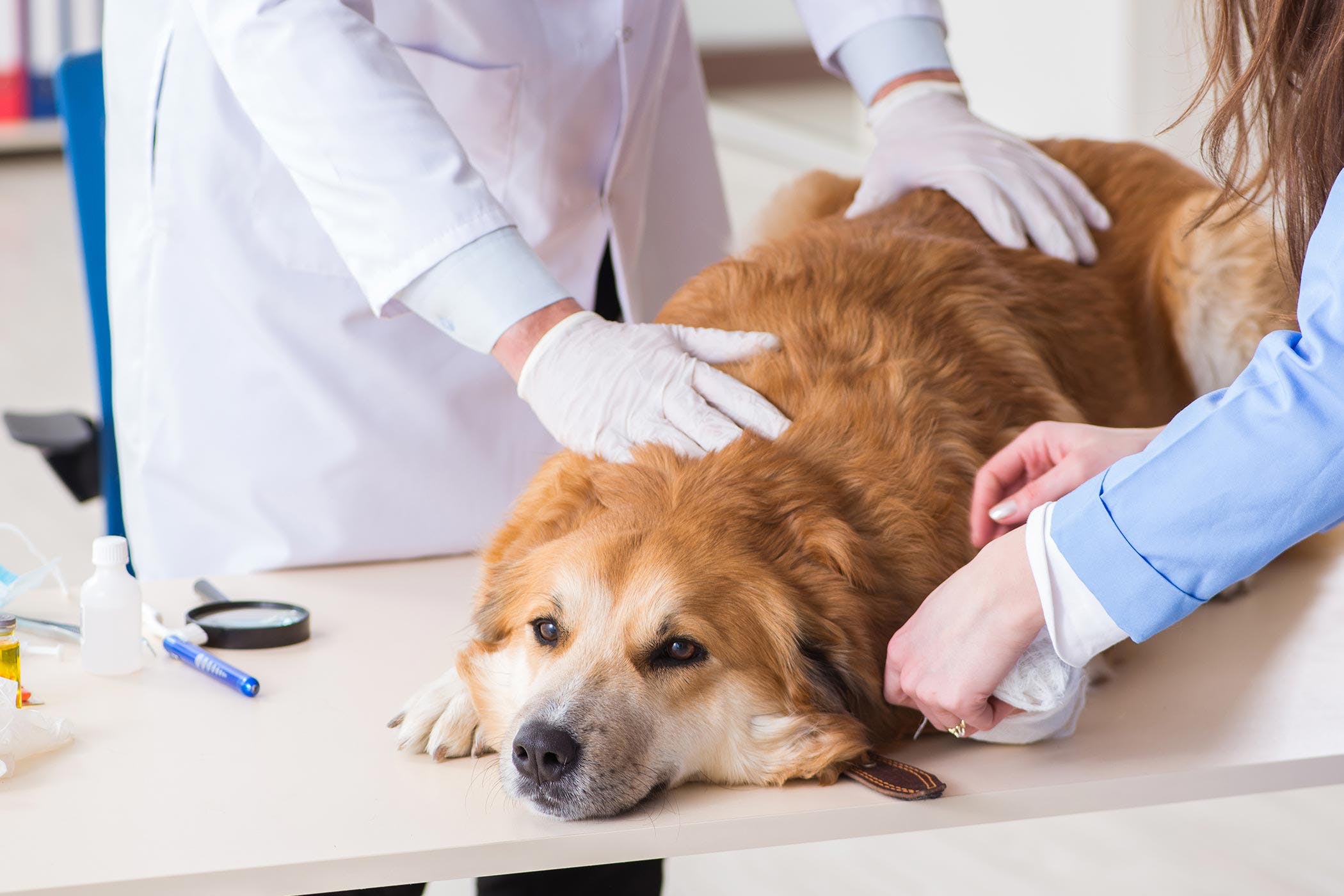 veteriner hekim tarafından muayene edilen köpek