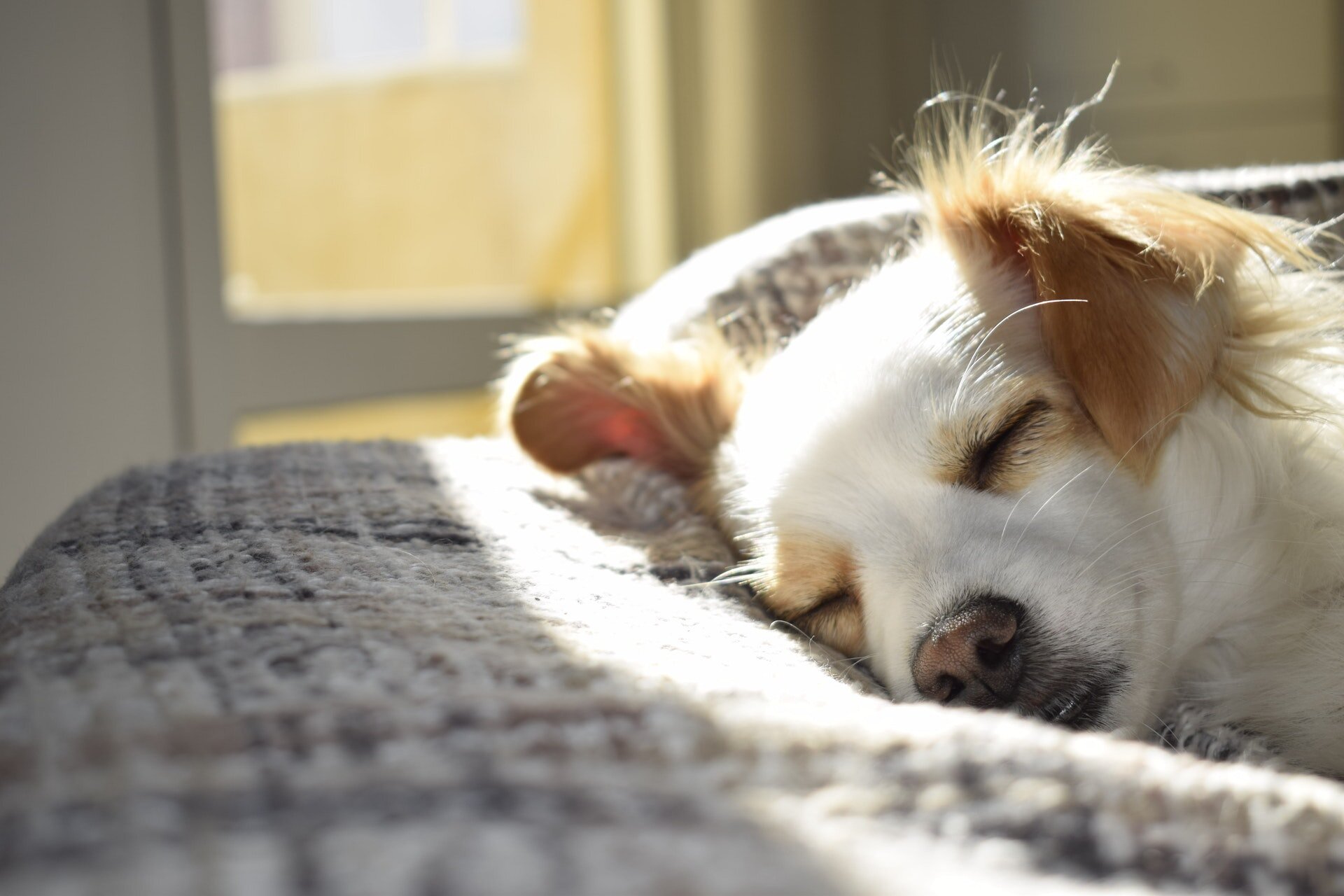 güneş vuran odada uyuyan köpek