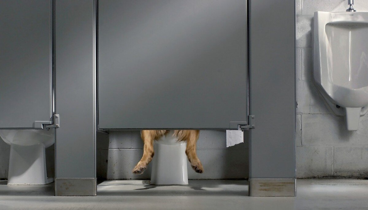 dog sitting on human toilet