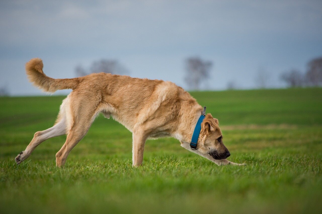 big dog on a blue leash running on the grass