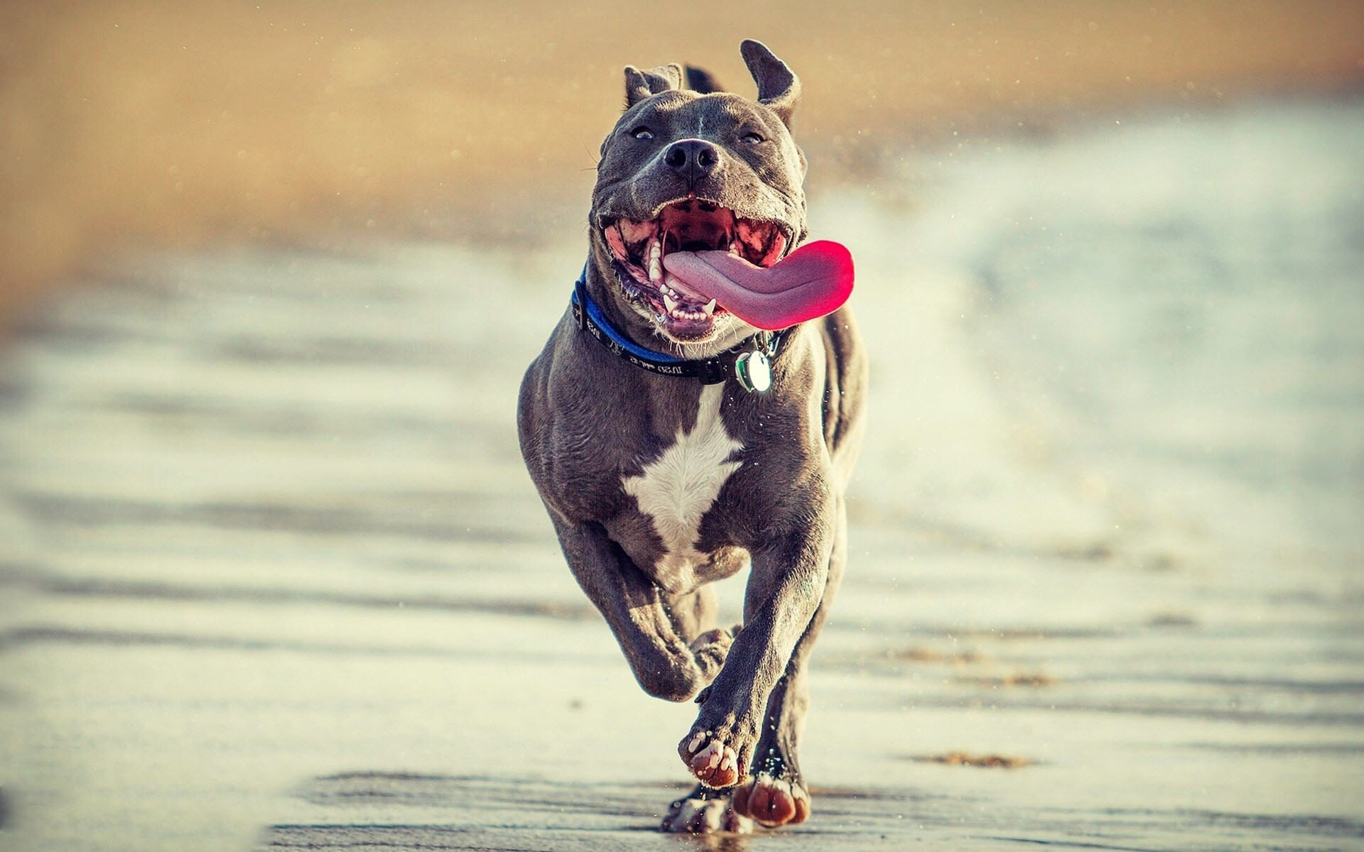 large breed gray dog ​​running on the beach