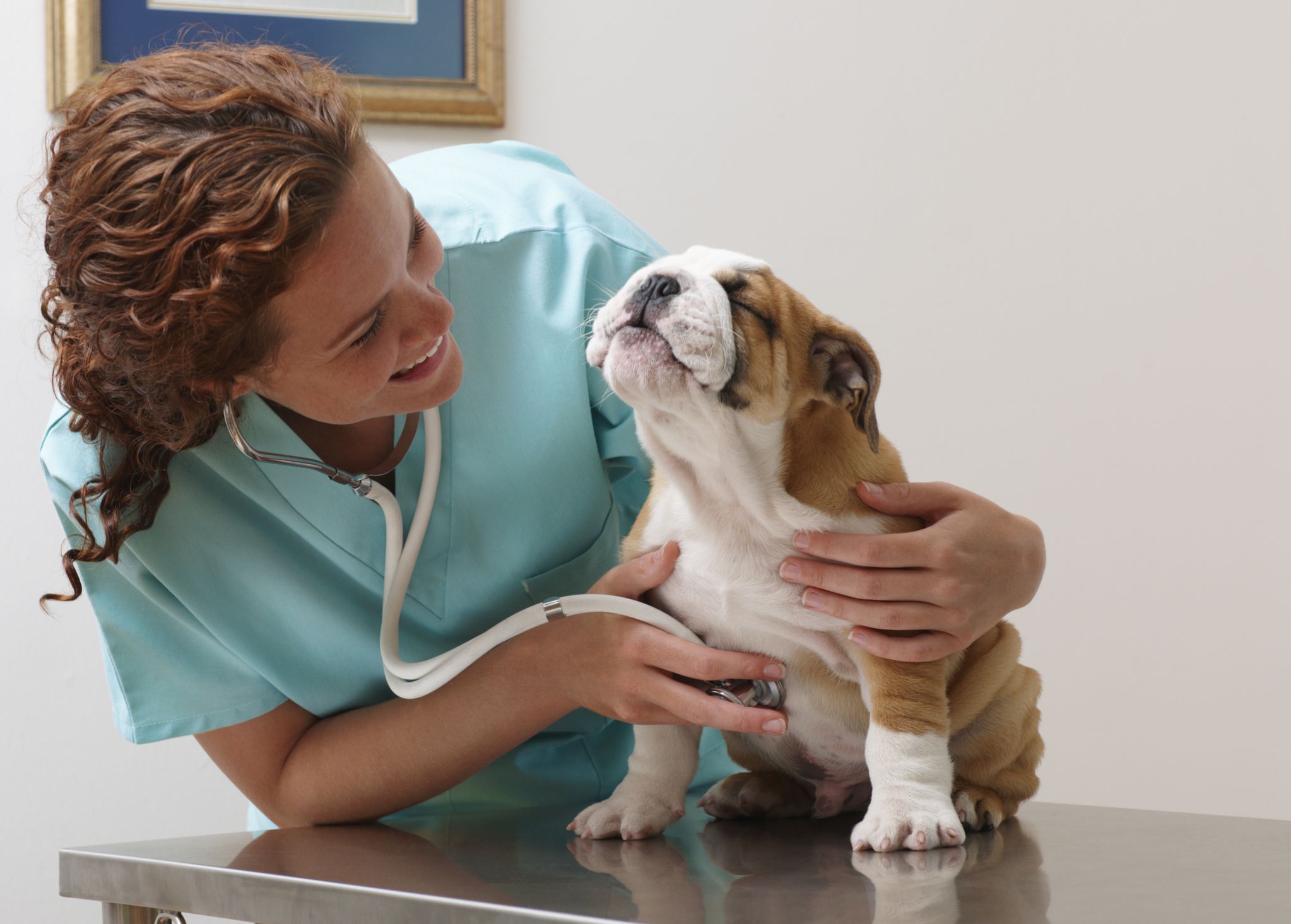 veterinarian listening to little dog's heart