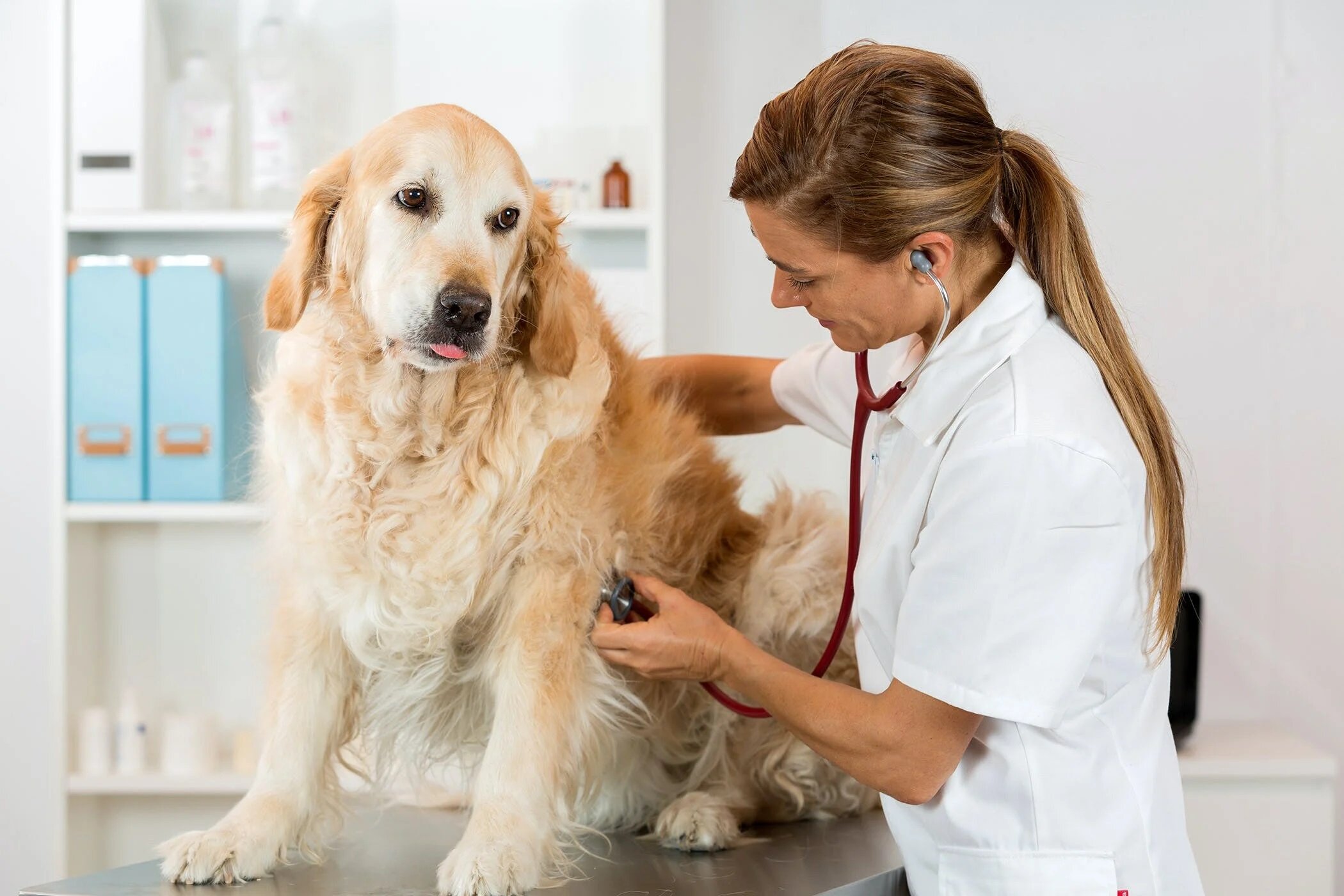 doctor looking at heart rhythm of golden dog