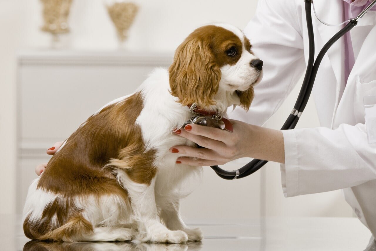 doctor examining brown and white dog