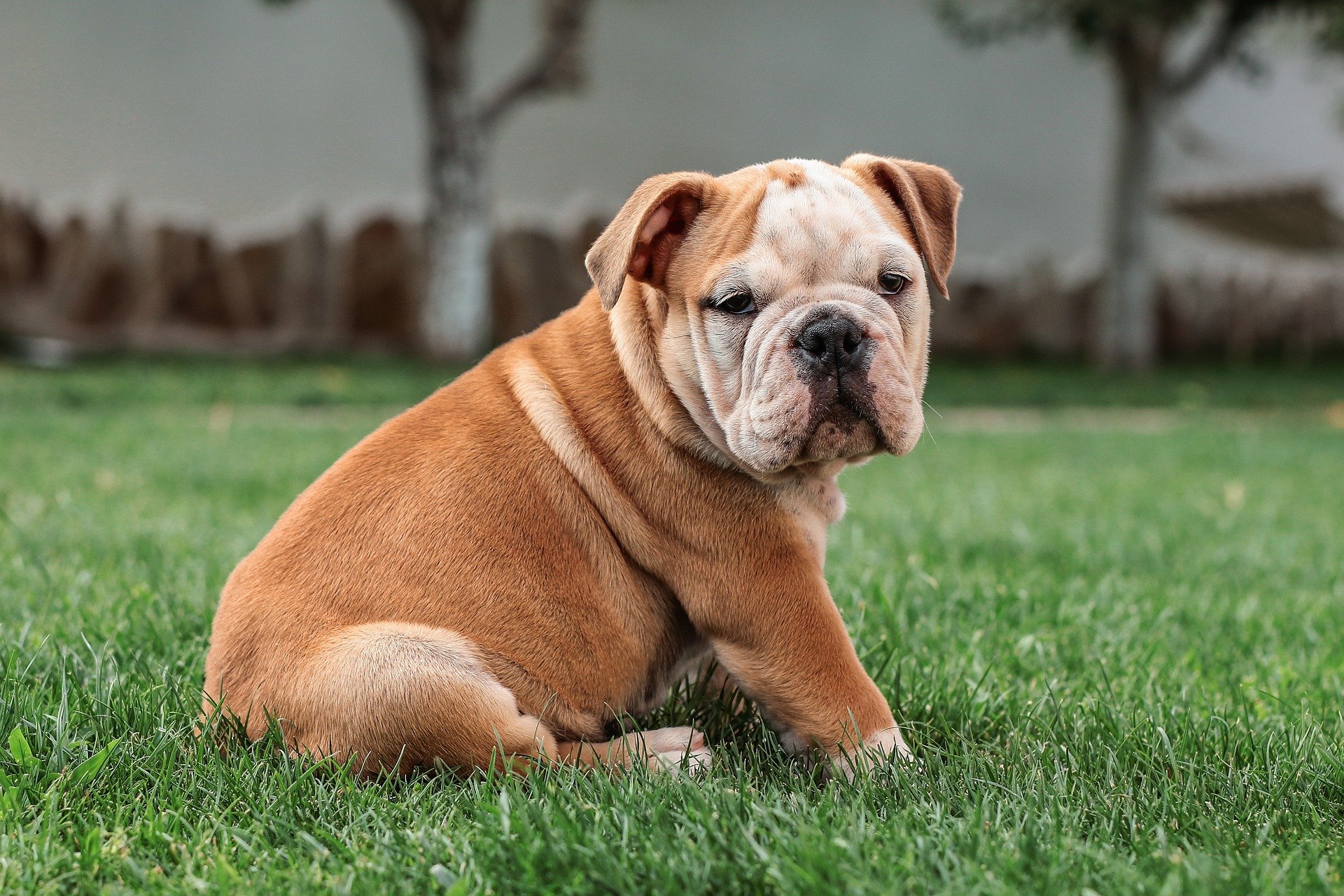 çimenlerde oturan köpek