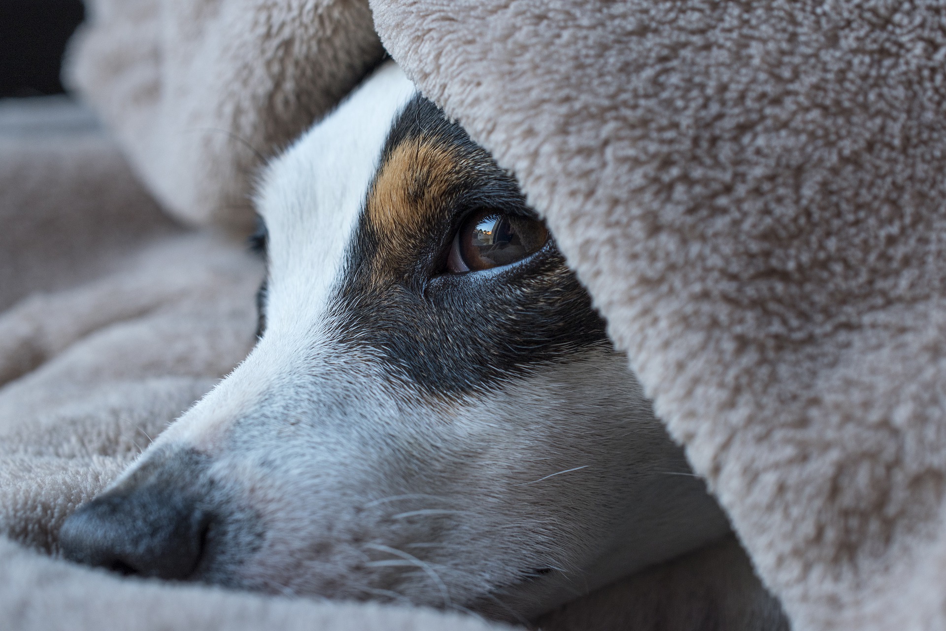 battaniye altında yatan köpek