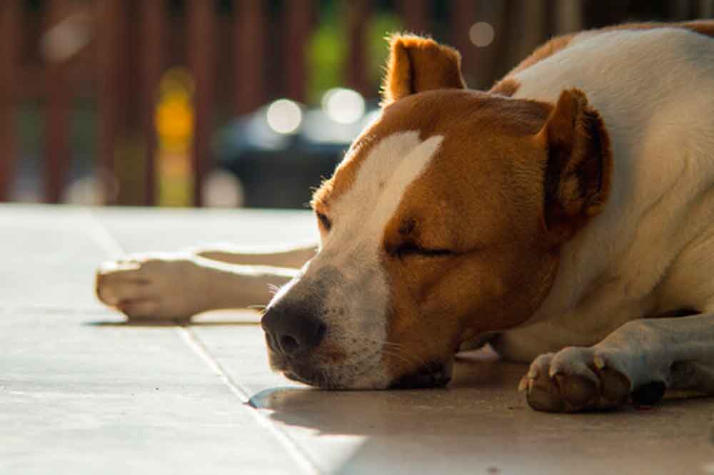 dog napping on the ground