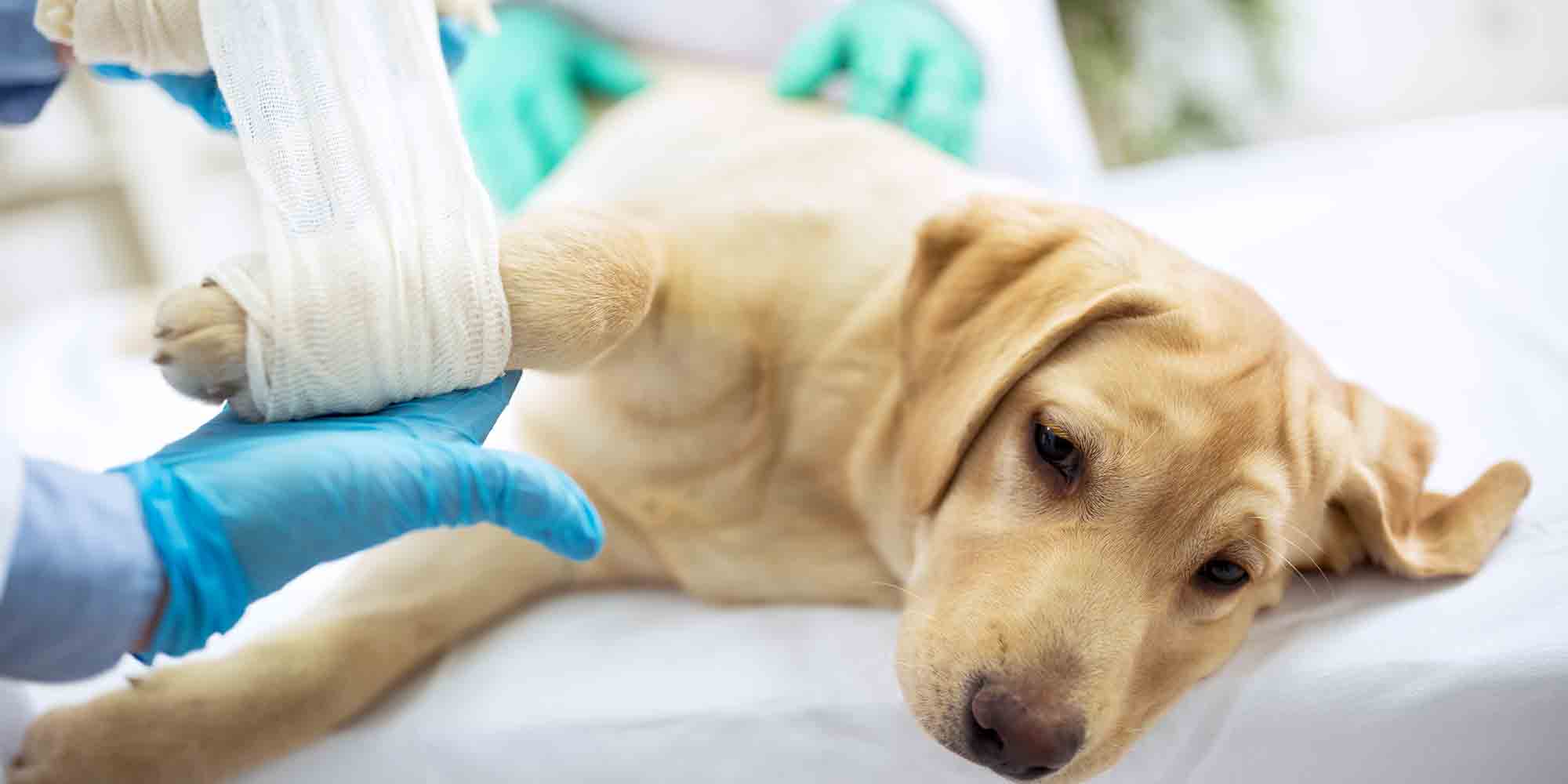 veteriner hekim tarafından ayağı sarılan köpek