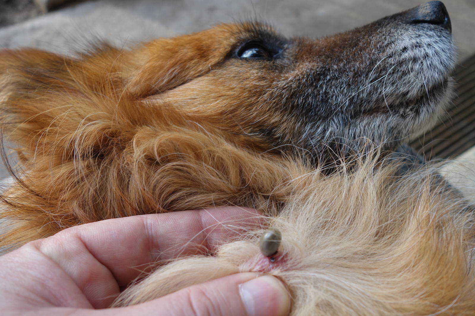 kahverengi tüyleri olan köpekte kene