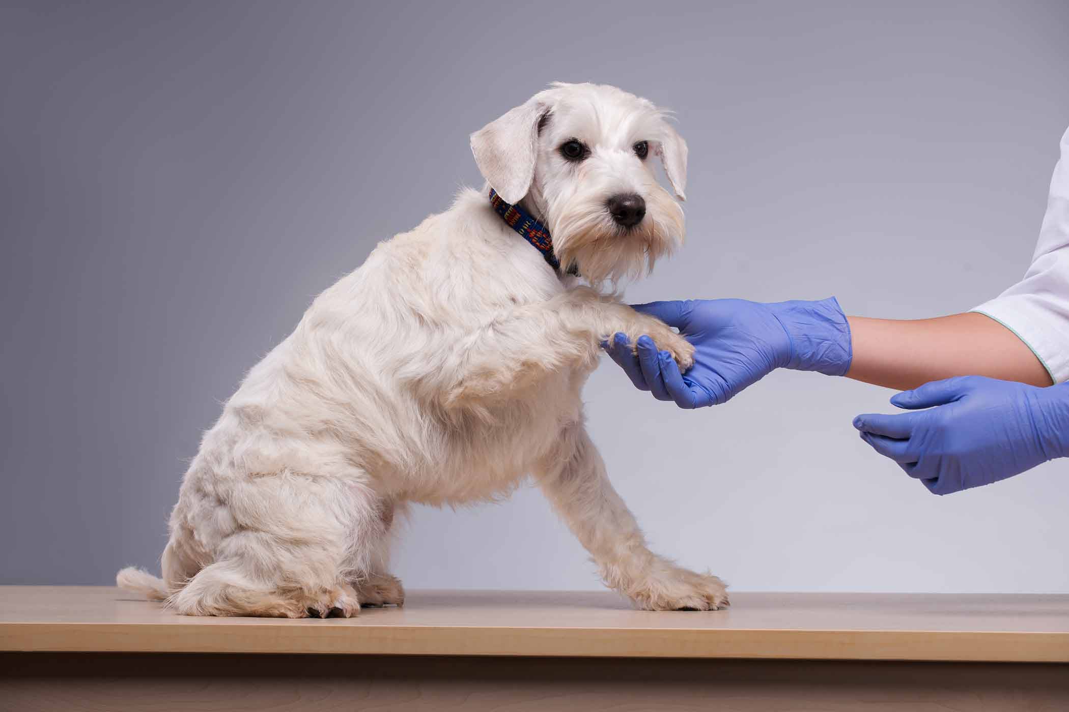 doctor holding dog's paw