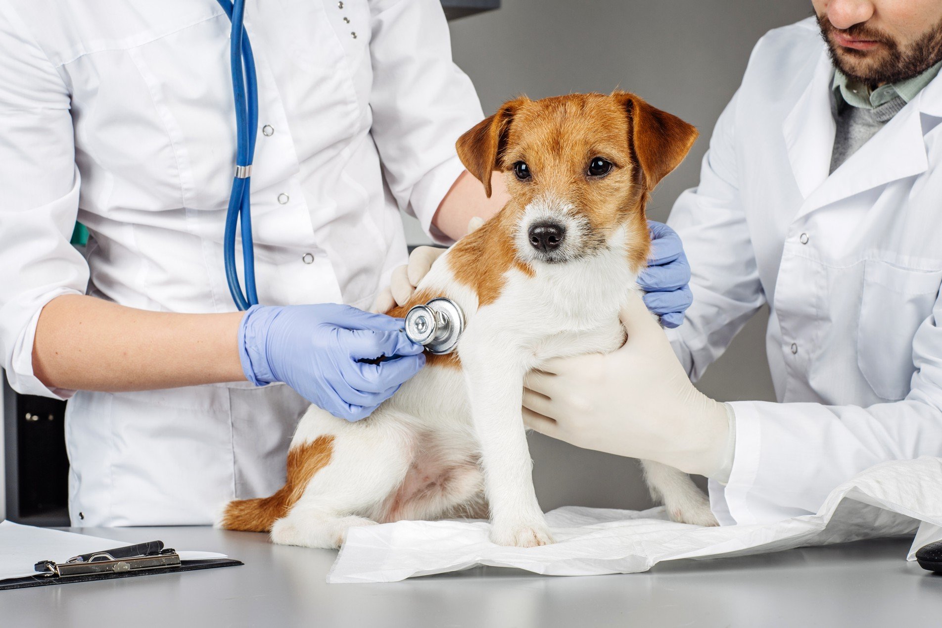 doctors treating yellow white dog