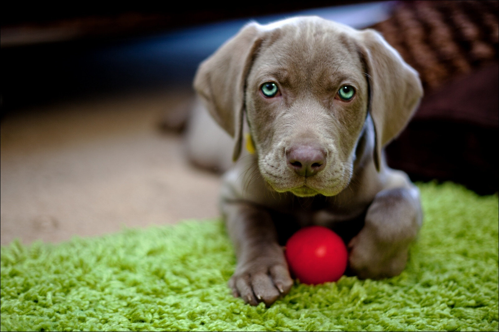 kırmızı topuyla oynayan gri köpek