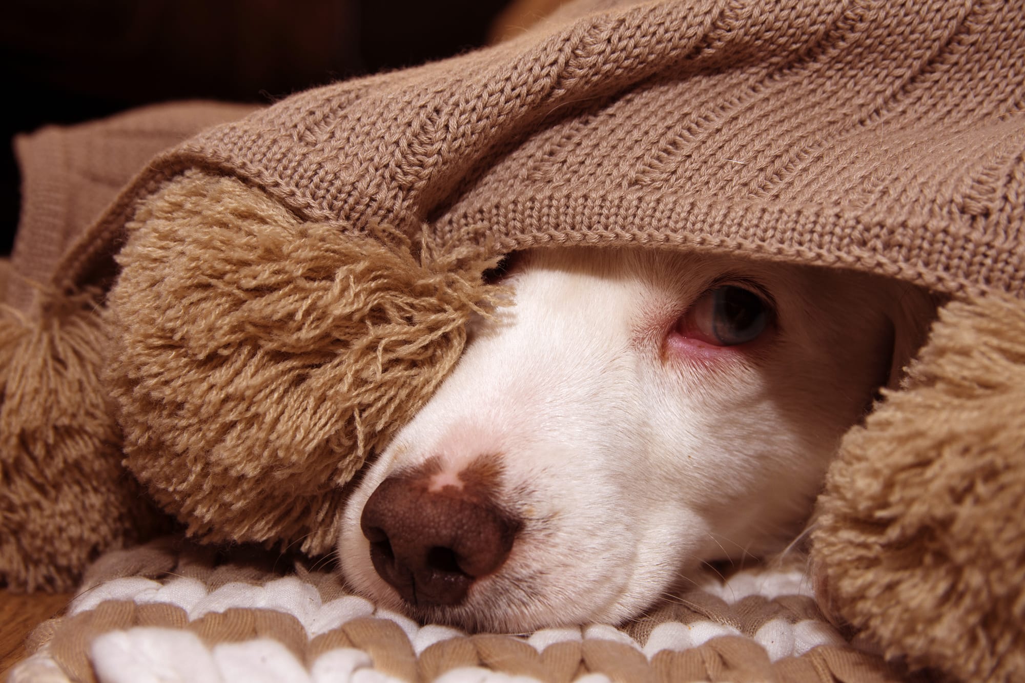 scared dog lying under the blanket