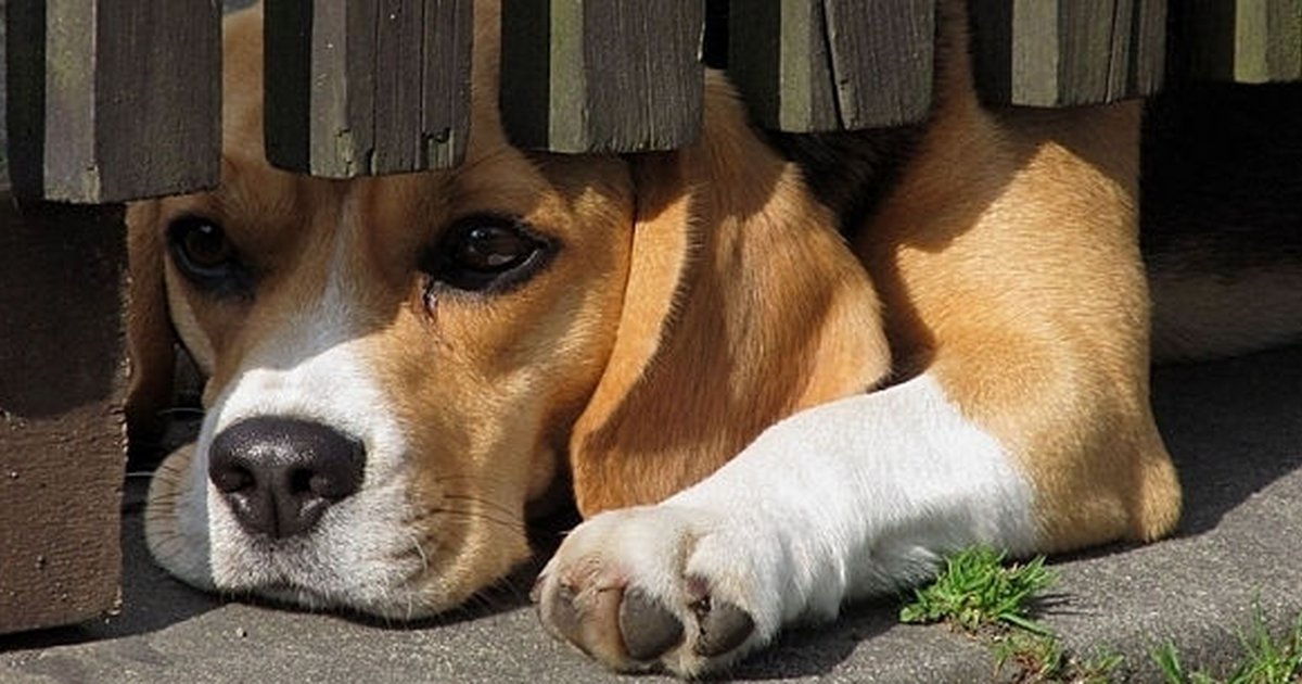 Beagle dog hiding behind fence