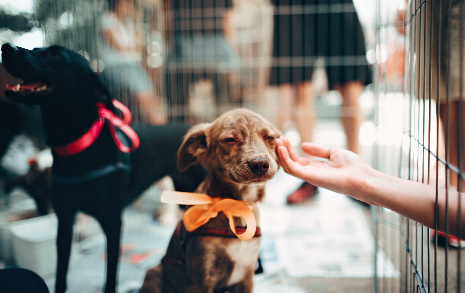 kafes içerisinde oturan yavru köpek