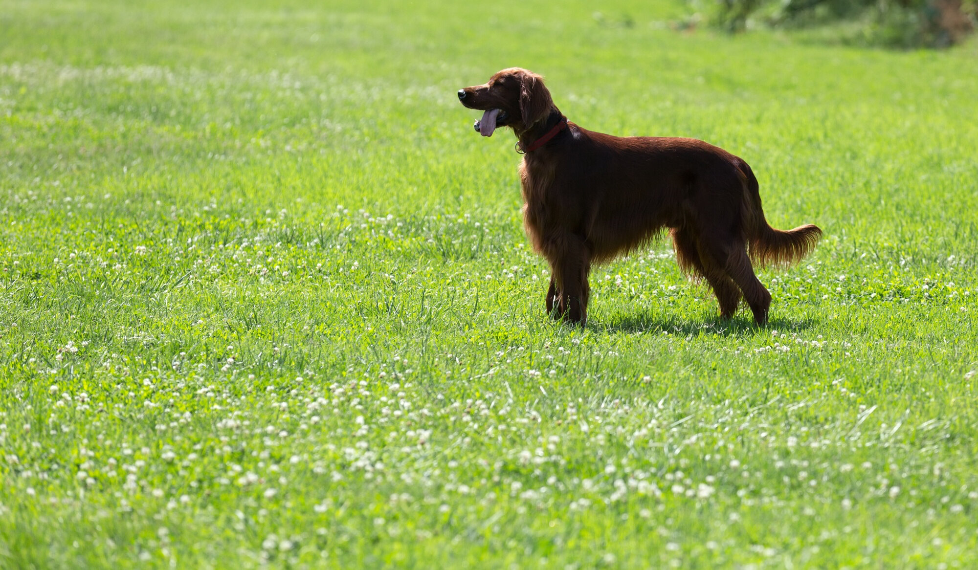 çimenlerde duran tasmalı kahverengi köpek