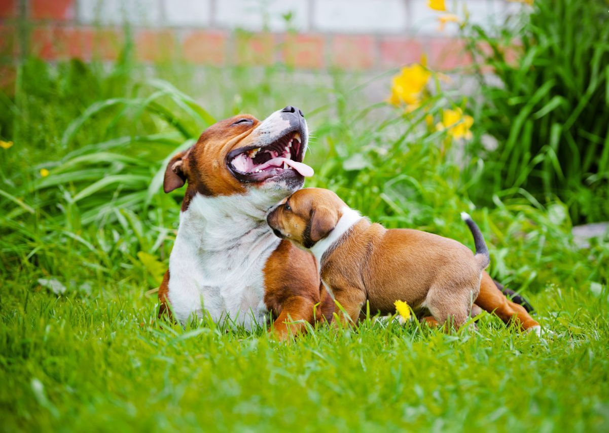 çimlik alanda oturan yetişkin ve oynayan yavru köpek