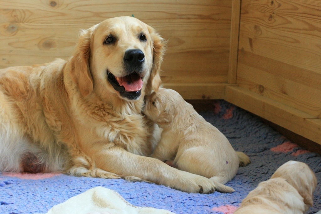 yavrusu ile oturan sarı tüylü köpek