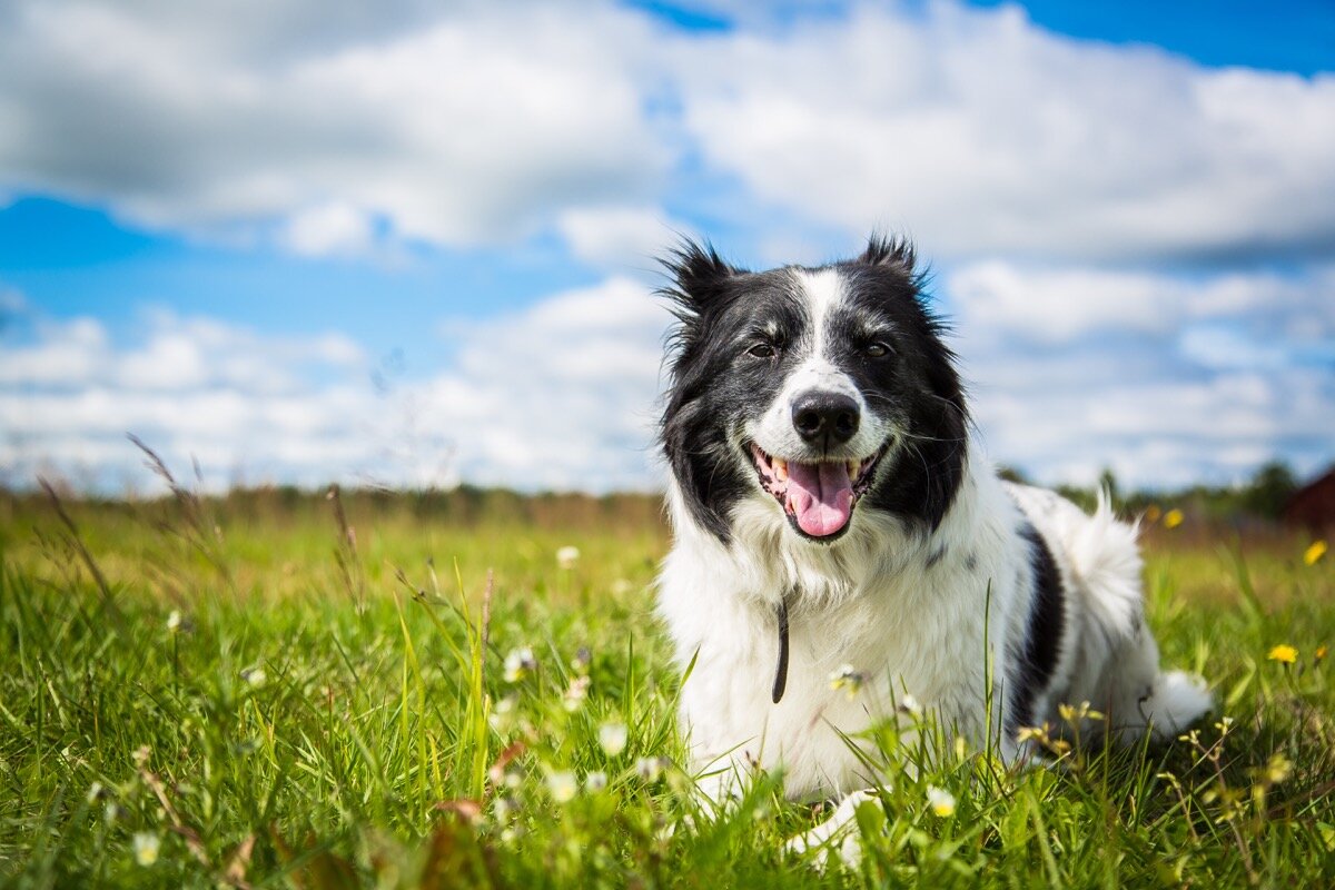 black and white fluffy dog ​​sitting on the grass