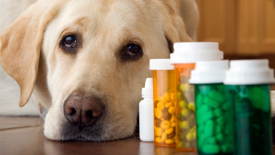 ilaçların yanında yatan üzgün yüzlü köpek